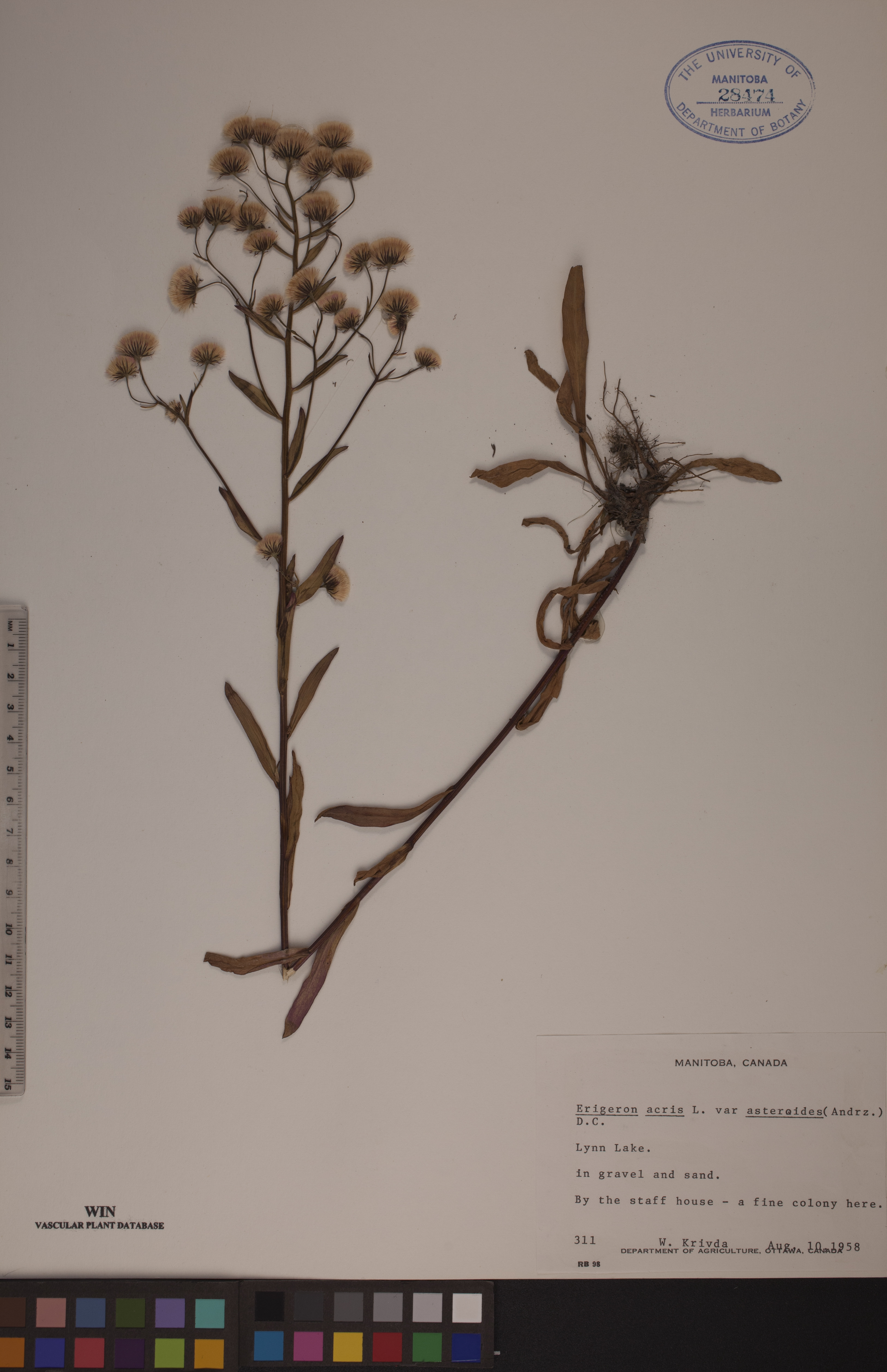 Erigeron acris var. asteroides image